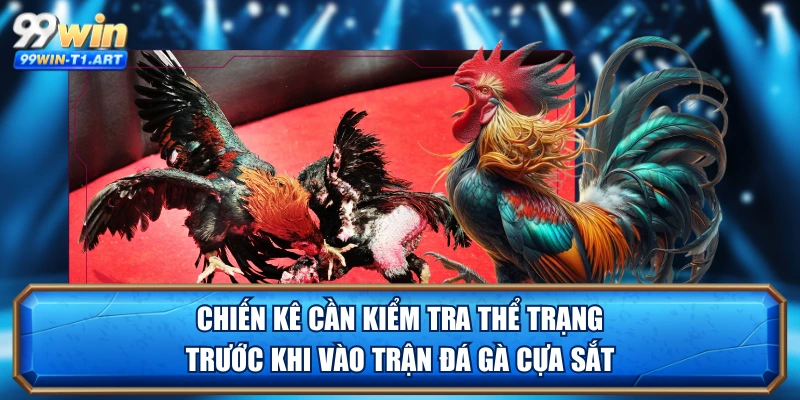 Chiến kê cần kiểm tra thể trạng trước khi vào trận đá gà cựa sắt