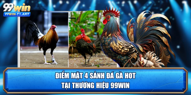 Điểm mặt 4 sảnh đá gà hot tại thương hiệu 99WIN