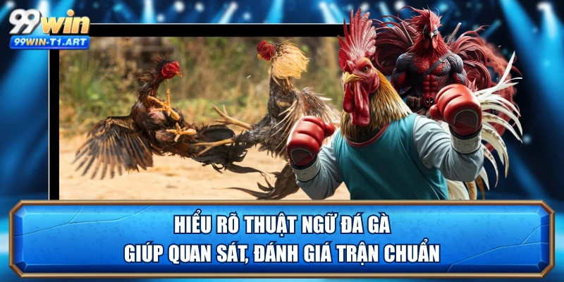 Hiểu rõ thuật ngữ đá gà giúp quan sát, đánh giá trận chuẩn